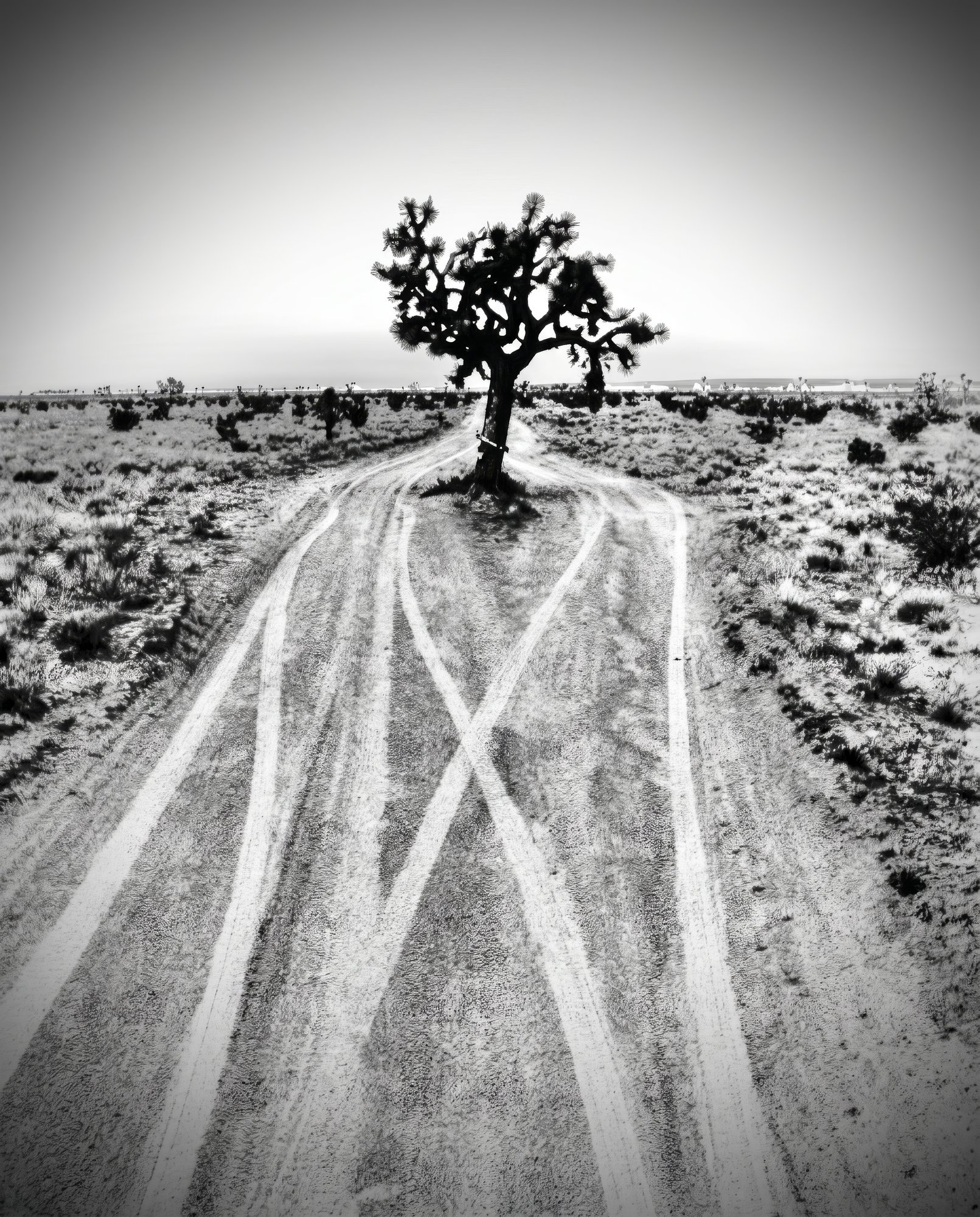 Joshua Tree at convergence of two desert tracks, B&W